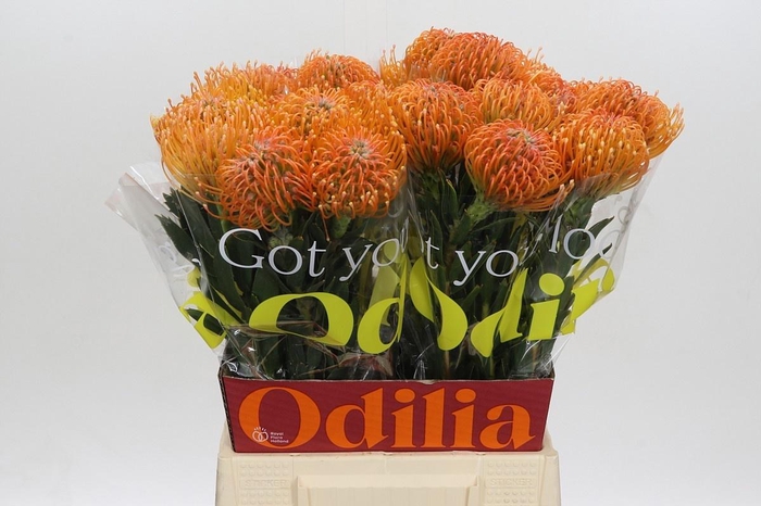 <h4>LEUCO AYOBA PEACH</h4>