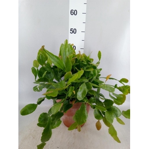 Rhipsalis   ...