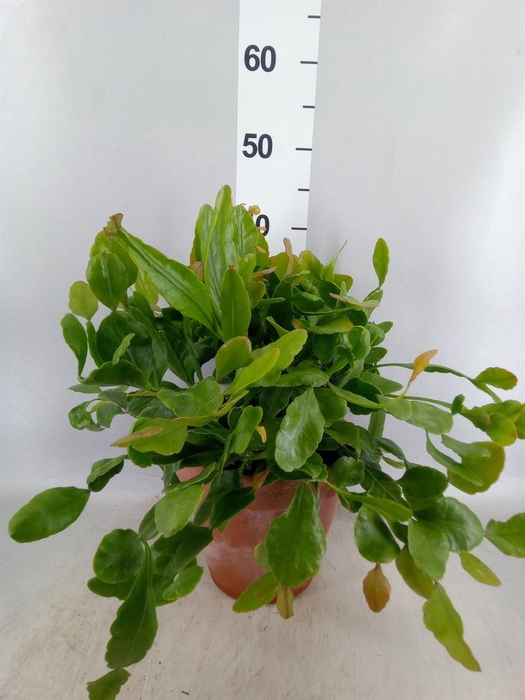 <h4>Rhipsalis   ...</h4>