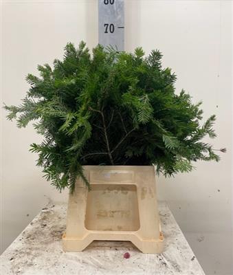 <h4>Nordman Per Tak</h4>