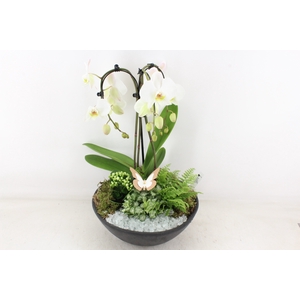 arr2 PL - Ebbi black phal. paraplu wit