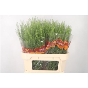 Lepidium Green Bell