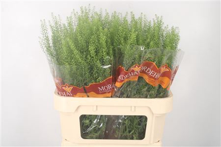<h4>Lepidium Green Bell</h4>