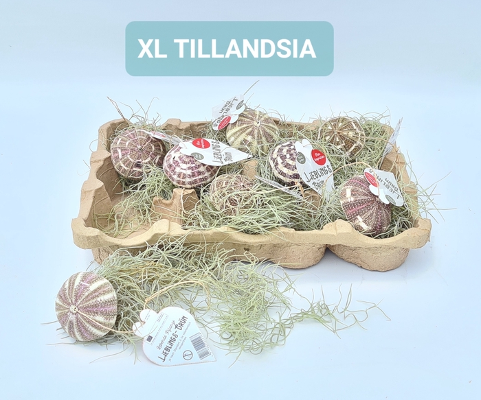 <h4>ARR TILLANDSIA</h4>