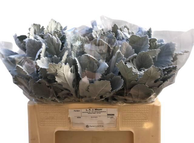 <h4>JACOBAEA NEW LOOK</h4>