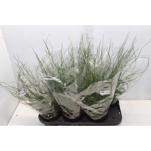 JUNCUS SPIRALIS P15