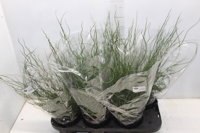 <h4>JUNCUS SPIRALIS P15</h4>