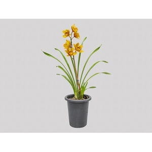 CYMBIDIUM P18 LARANJA MIN 1 HT