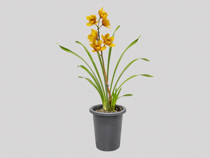 <h4>CYMBIDIUM P18 LARANJA MIN 1 HT</h4>