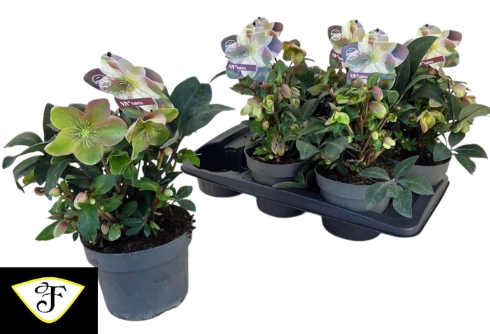 <h4>HELL VIV VALERIA</h4>