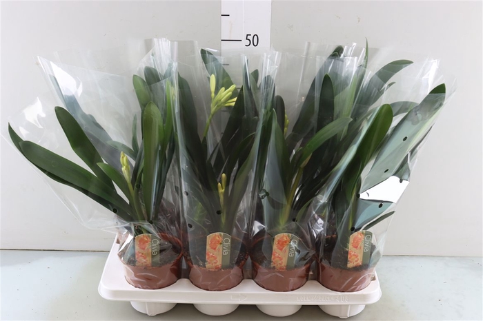 <h4>Clivia Mi</h4>