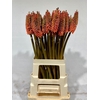 Kniphofia Alcazar