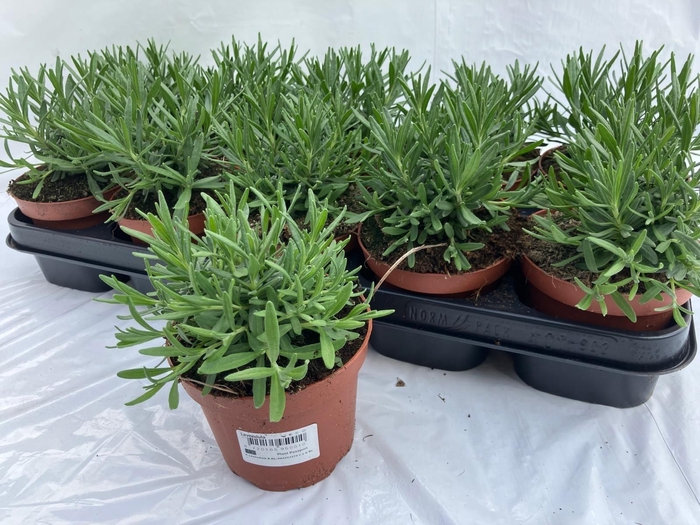 <h4>LAVAN AN HIDCOTE</h4>