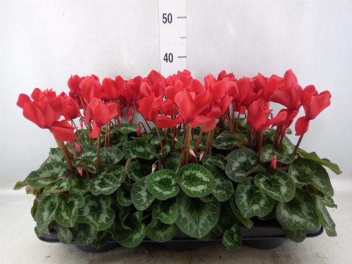 Cyclamen GR 'Leopardo'