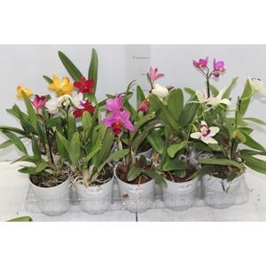 ORQUIDEA CATTLEYA MINI P12
