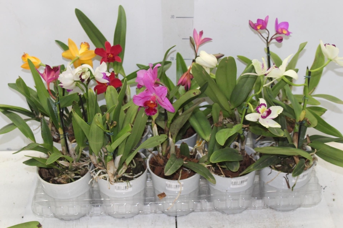 <h4>ORQUIDEA CATTLEYA MINI P12</h4>