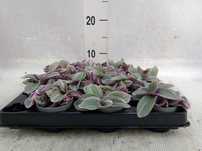 <h4>Tradescantia ...</h4>