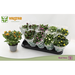Chrysanthemum gemengd 6klr.
