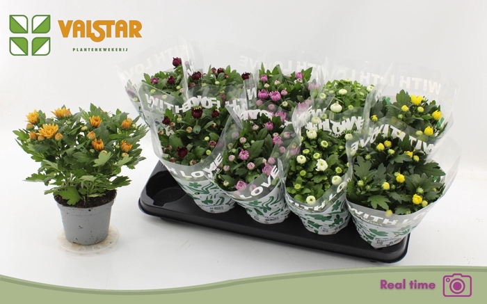 <h4>Chrysanthemum gemengd 6klr.</h4>