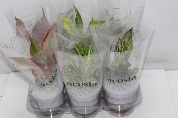 <h4>AGLAONEMA VARIADA P12</h4>