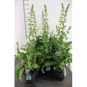 Digitalis 17 Cm. P. Purp. Hanabee White