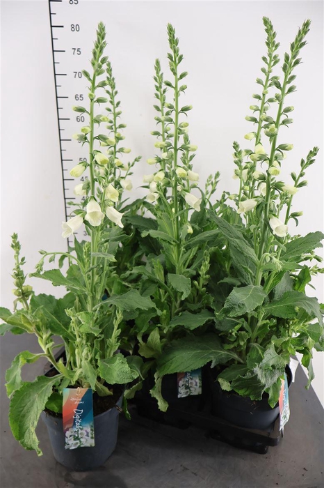 <h4>Digitalis 17 Cm. P. Purp. Hanabee White</h4>