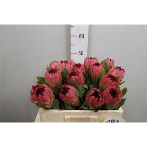 Protea Silvia