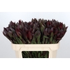 Leucadendron Saf Sunset Dark Red