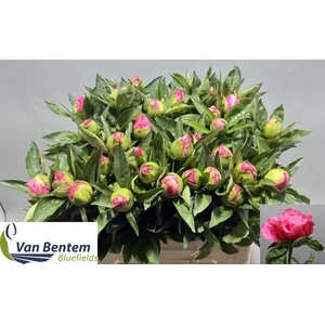 PAEO LOVELY ROSE