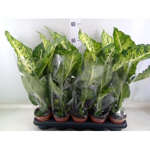 Dieffenbachia  'Mars'
