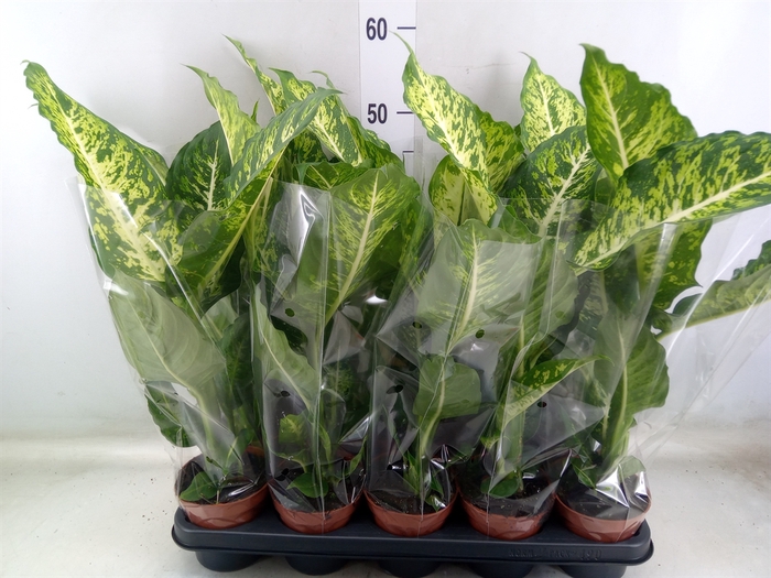<h4>Dieffenbachia  'Mars'</h4>