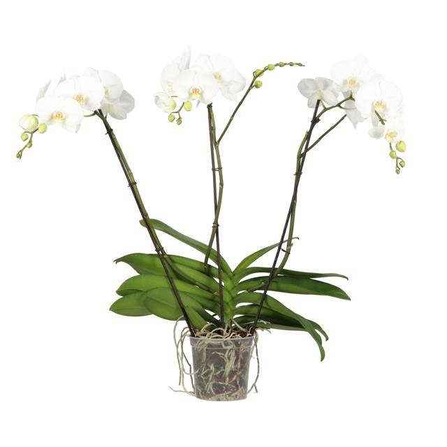 <h4>PHAL OPTI QUEEN P17 3 SPIKE</h4>