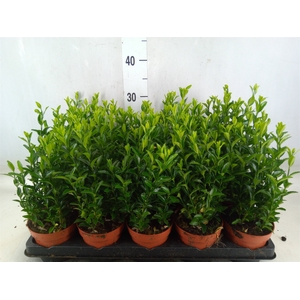Euonymus japon. 'Green Spire'