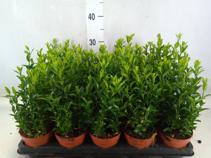 <h4>Euonymus japon. 'Green Spire'</h4>