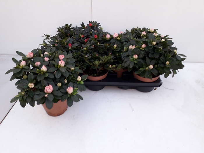 <h4>RHODO SI GEM</h4>