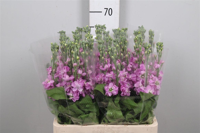 <h4>Matth Milla Rose</h4>