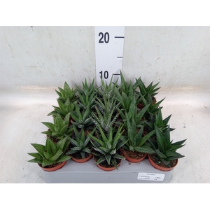 Aloe   ...mix