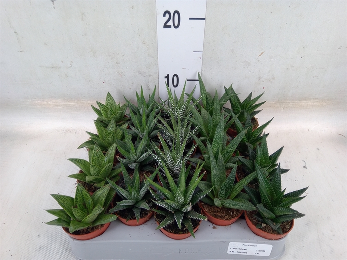 <h4>Aloe   ...mix</h4>