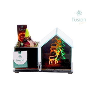 Glazen Huis LED planter met Hyacint