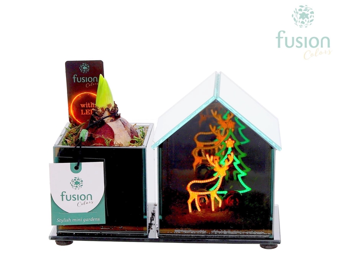 <h4>Glazen Huis LED planter met Hyacint</h4>