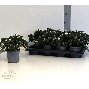 RHODO SI WITTE VOGEL P12