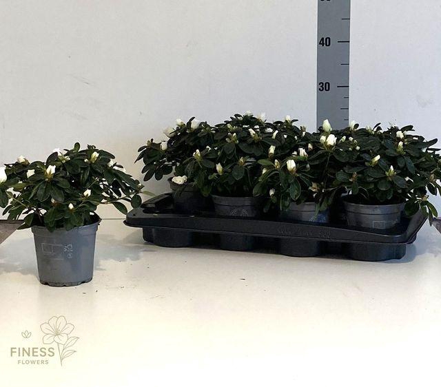 <h4>RHODO SI WITTE VOGEL P12</h4>