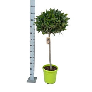 LAU NOBILIS