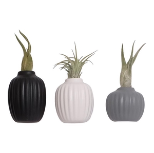 TILLANDSIA IONANTHA MAGN LIFE VASE