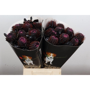 Banksia Wx Black Beauty