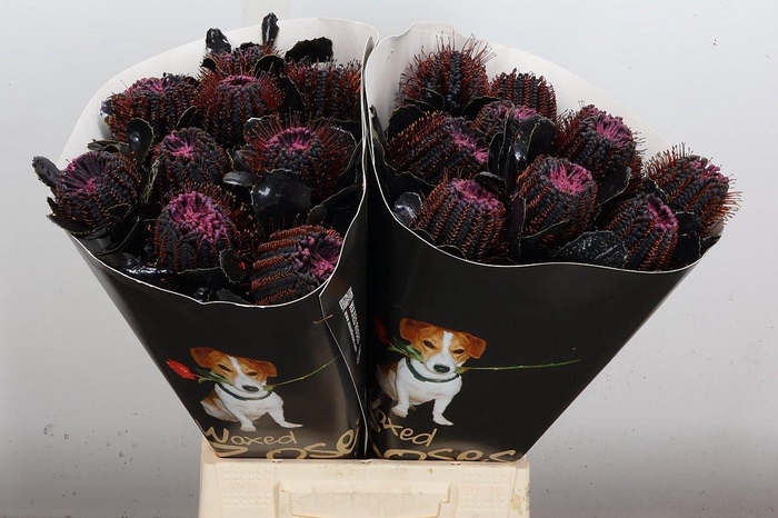 <h4>Banksia Wx Black Beauty</h4>