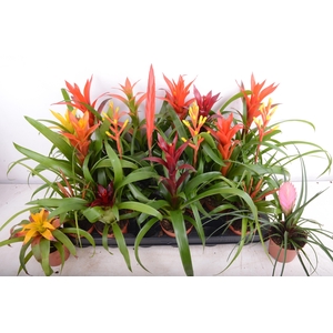 BROMELIA GEM 15 SRT
