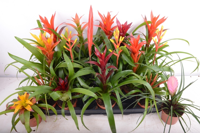 <h4>BROMELIA GEM 15 SRT</h4>