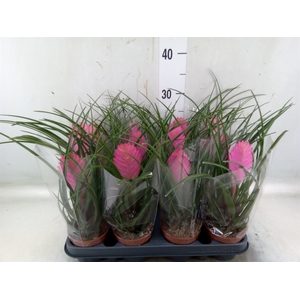 Tillandsia cyanea 'Anita'