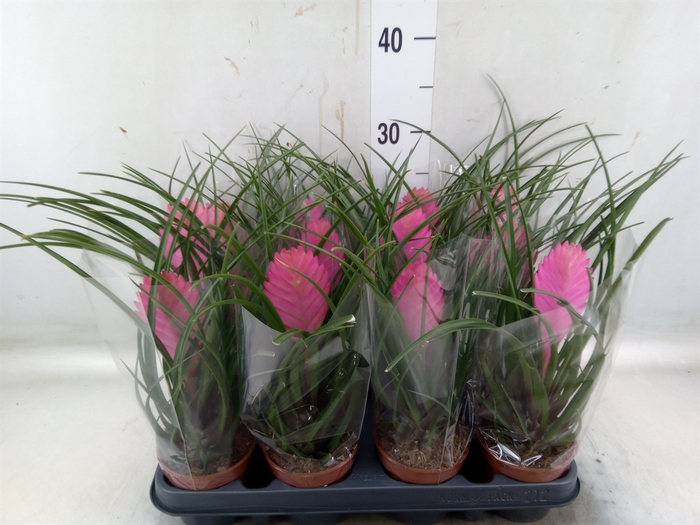 <h4>Tillandsia cyanea 'Anita'</h4>